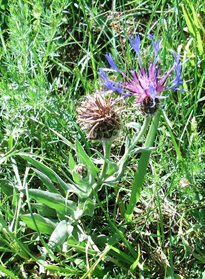 Centaurea triumfetti